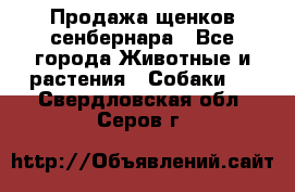 Продажа щенков сенбернара - Все города Животные и растения » Собаки   . Свердловская обл.,Серов г.